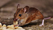 hotel-and-hospitality-pest-control Experts in PRS